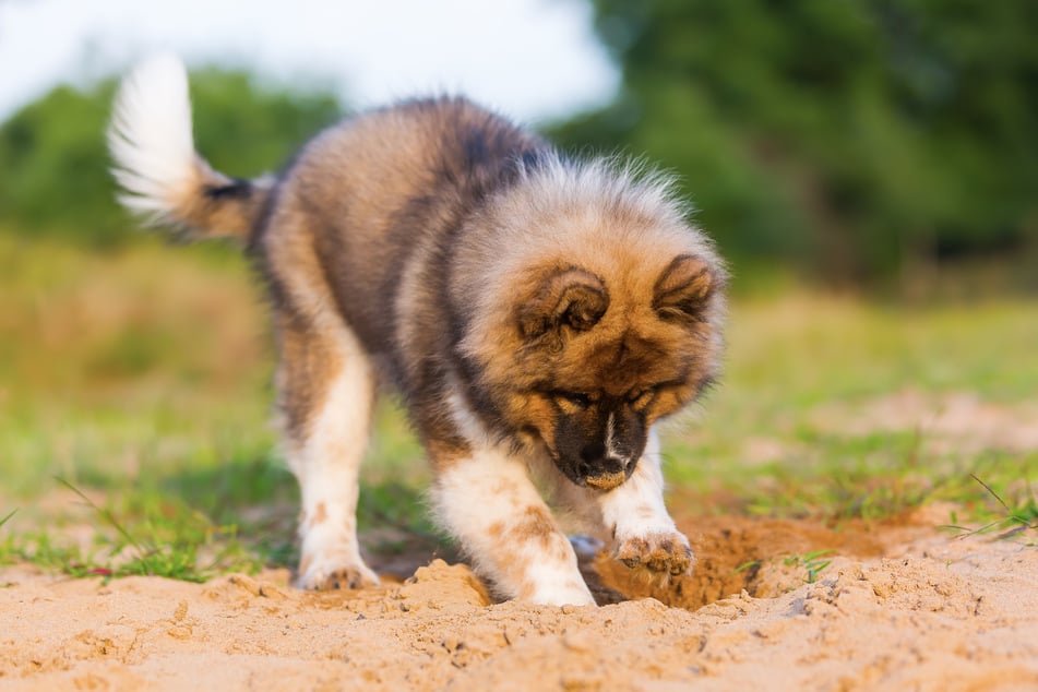 Why do dogs dig and how to stop it