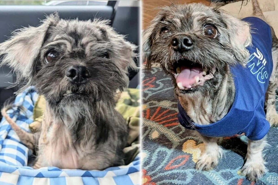 Joiner the dog's initial condition (left) has improved and now a T-shirt protects his scabby skin (right.)
