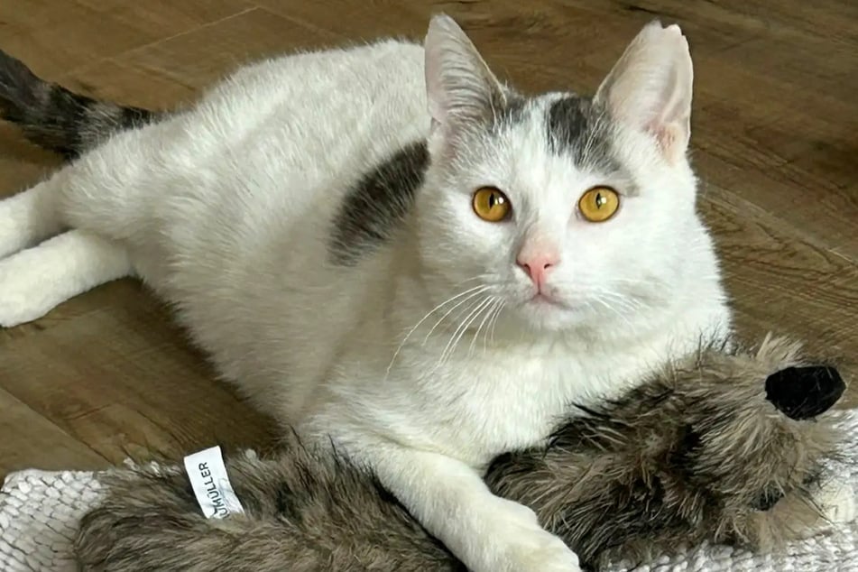 Kater Theo hat bereits ein bewegtes Leben hinter sich. Aktuell befindet er sich im Hamburger Tierheim.