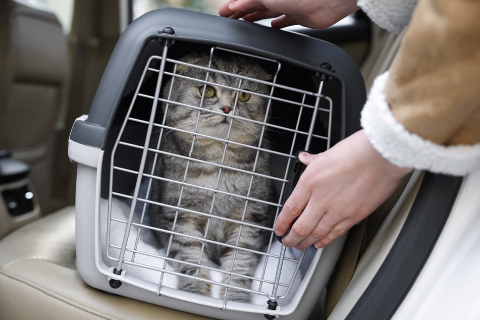 Der Transport im Auto sollte die Katze nicht durch zusätzlichen Stress wie laute Musik ängstigen.