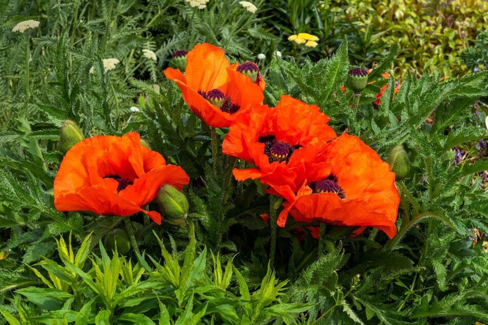 Türkischen Mohn kann man aufgrund der Pfahlwurzel der Staude nicht teilen.