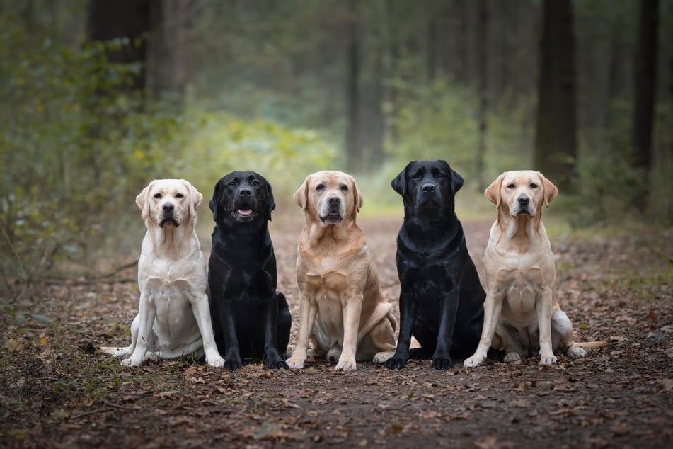 Labradors are some of the most popular family dogs, as are Golden Retrievers. Here's a mix!