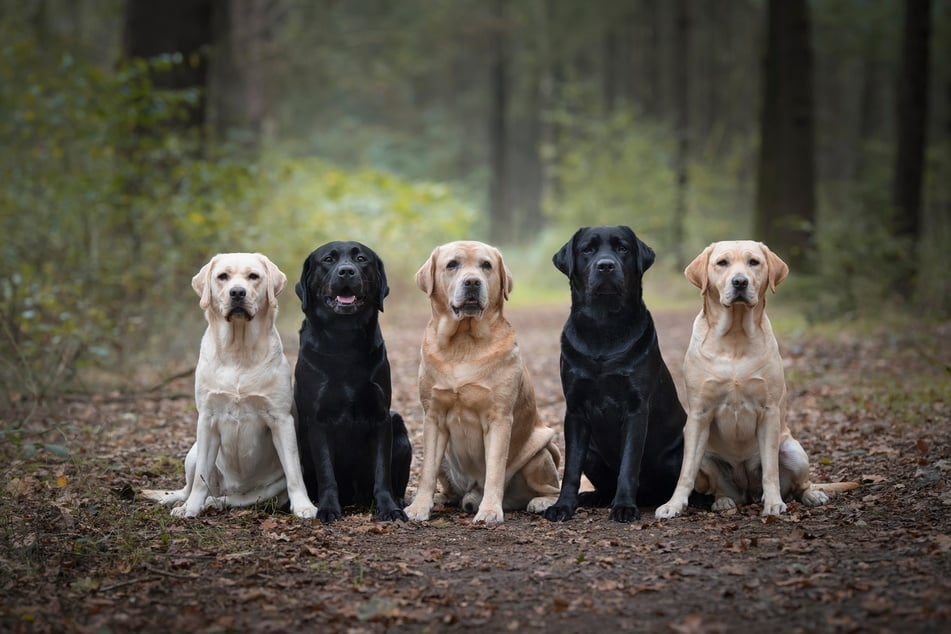 Labradore sind sehr beliebte Familienhunde.