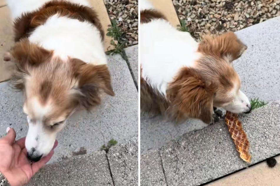 Good boy! This grateful dog sweetly says thank you before he takes his yummy treat.