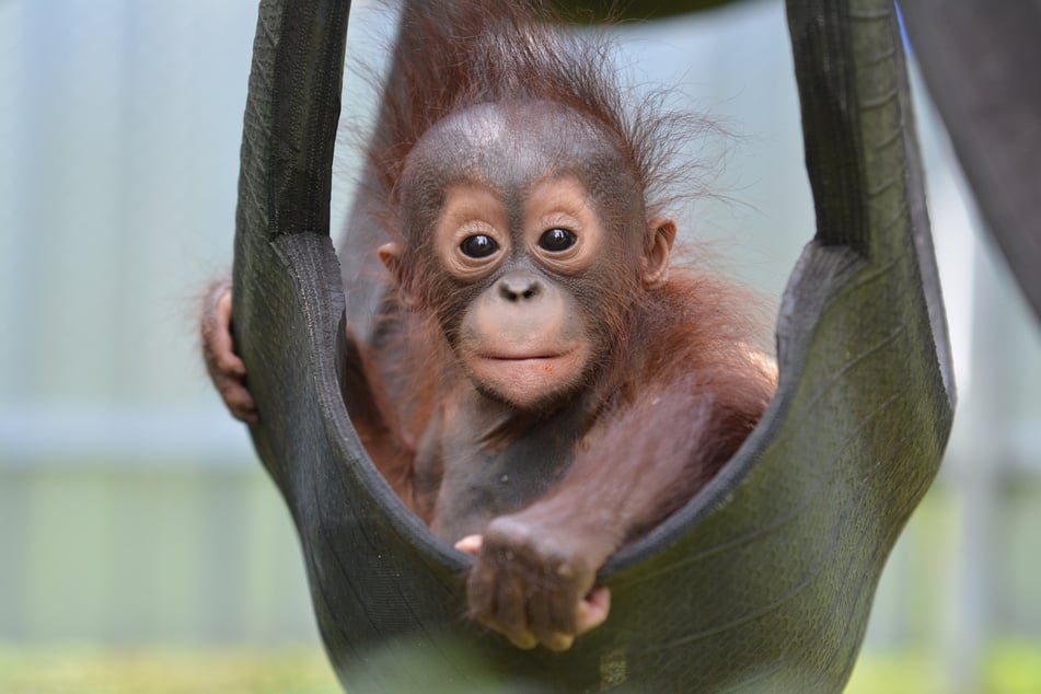 Ein Orang-Utan-Säugling sitzt in einem Gehege in einer Schaukel. Das Jungtier gehört zu den drei zwischen sechs und zehn Monaten alten Tieren, die in der zu Indonesien gehörenden Region Zentral-Kalimantan allein seit Mitte Februar gerettet wurden.