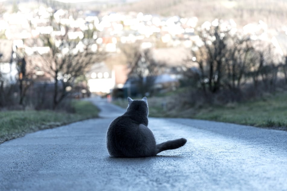 Wie viele unschuldige Katzen der Tierquäler auf dem Gewissen hat, werden die Ermittlungen zeigen. (Symbolbild)