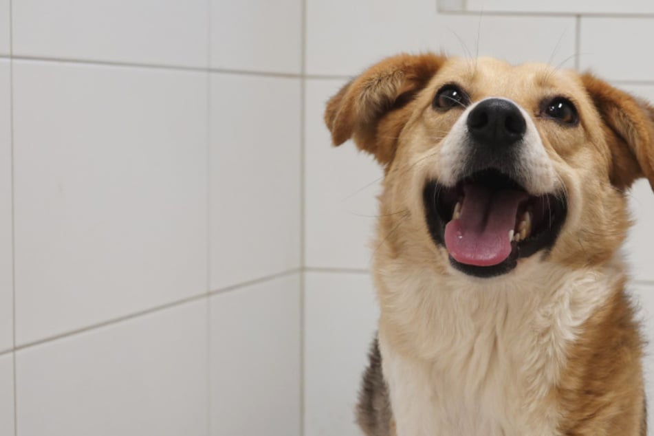 Schwer verletzt auf der Straße gefunden: Hündin Sabina lässt sich von Amputation nicht aufhalten