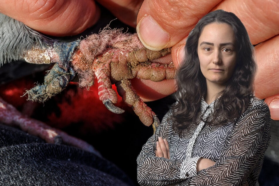 Dresden: Einfach krank: Kommentar zum Taubenhasser von Dresden