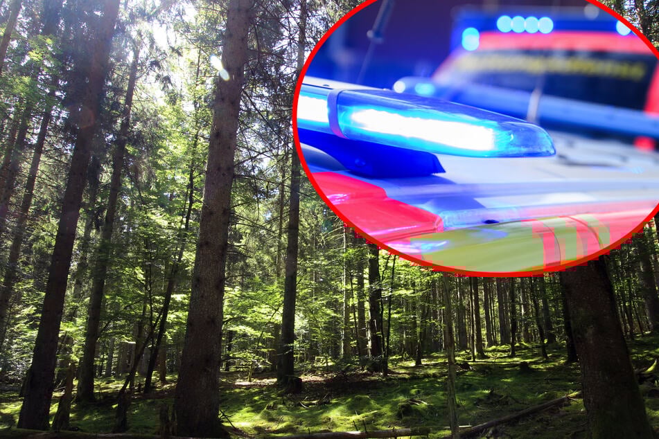 Mann stundenlang unter Baumstamm eingeklemmt: Passanten retten ihn mit Motorsäge