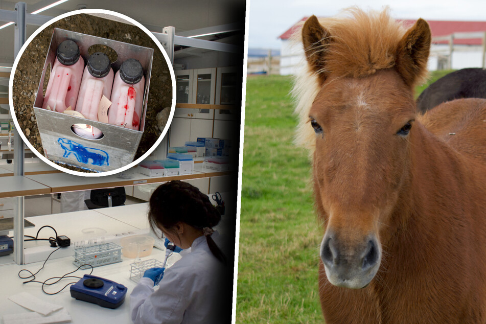 Tierquälerei als Geschäftsmodell: So leiden Pferde in "Blutfarmen"