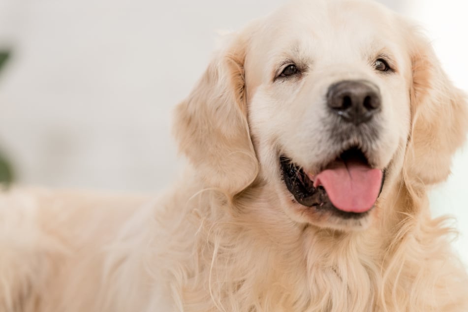 Im baden-württembergischen Bühl hat ein Hund für Aufregung gesorgt. (Symbolbild)