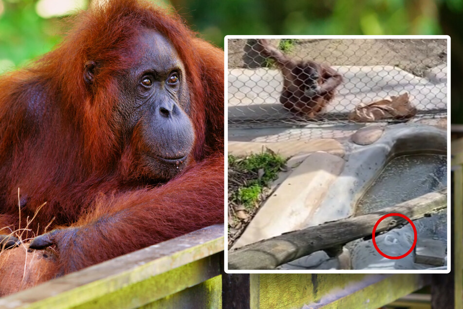 Witziges Zoo-Erlebnis: Kleiner Junge verliert geliebte Nuckel-Flasche, Affe hat raffinierte Idee