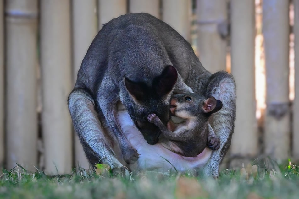Das kleine Känguru-Junge verlässt inzwischen schon den Beutel seiner Mama Gisela, um die Anlage auf eigene Faust zu erkunden.