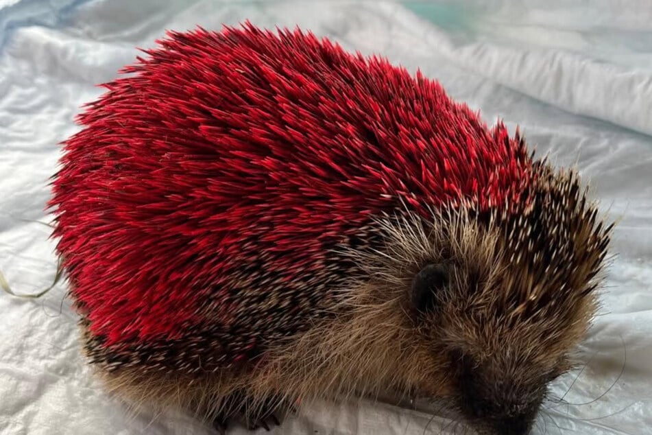 Igel mit Farbe eingesprüht: "Pinkie" hat nicht überlebt