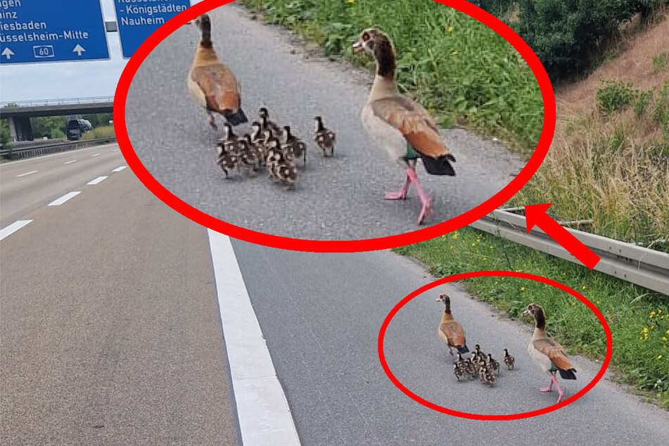 Nilgans-Familie mit elf Küken will über die A60, ob das gut geht?