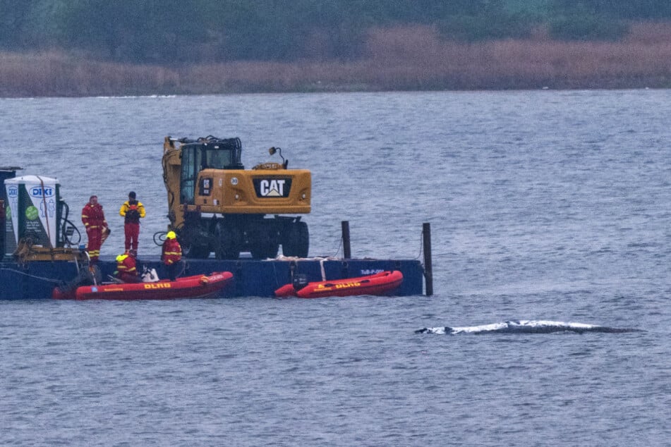 Buckelwal "Timmy" schwimmt! Findet er den Weg zurück nach Hause?