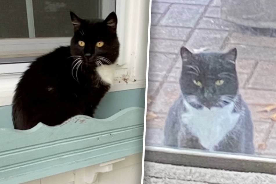 Katze Luna wartete täglich vor dem neuen Haus von Lori und ihrem Mann. Dabei wurde sie regelmäßig vom Nachbarn gefüttert.