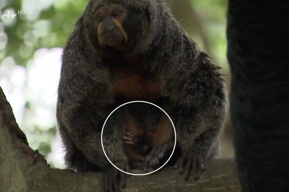 Da musste der MDR sogar nachhelfen, um zumindest etwas zu erkennen. Das Weißkopfsaki-Baby ist so gut versteckt, dass sich selbst mit Markierung nur ein Händchen erblicken lässt.