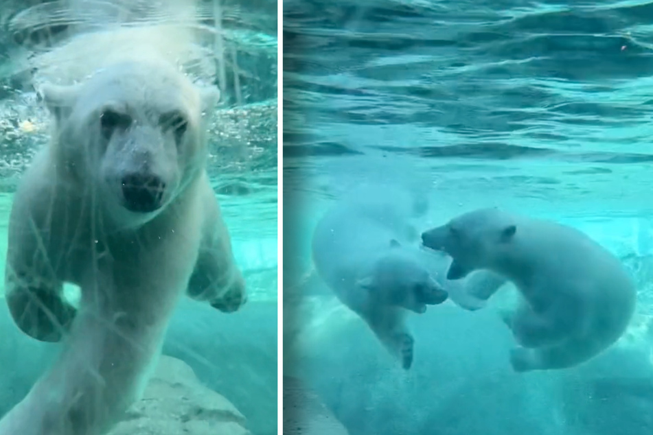 Kallik und Kallu sind die Stars im Zoo von Toledo.