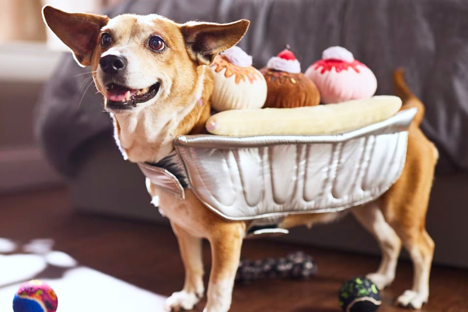 Chewy's Saturday, October 25 Deals Are Absolutely Bite Worthy
