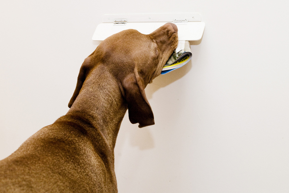 Viele Hunde bellen den Postboten wie wild an. (Symbolbild)
