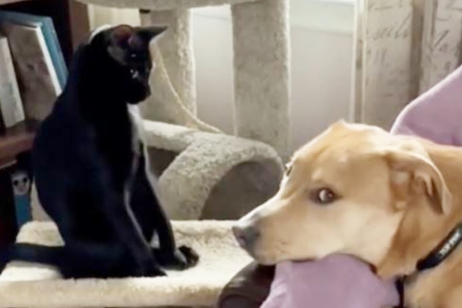 Frau fordert Katze auf, Hund in Ruhe zu lassen: Kurz darauf werden die Lachmuskeln strapaziert