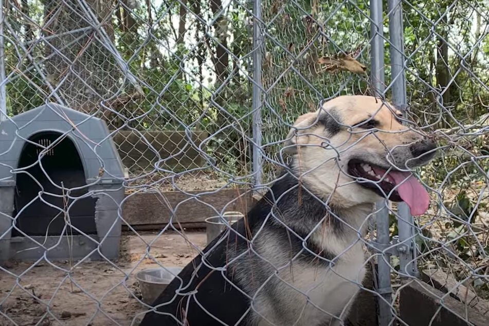 Hund war jahrelang in Käfig eingesperrt: Als Retter ihm helfen wollen, wird es absurd