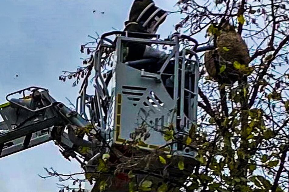 Mehrere tausend Hornissen mussten aus dem Nest entfernt werden.