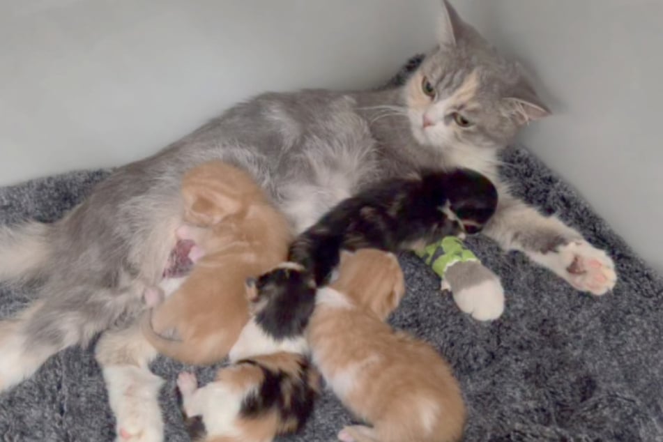 Nur ein paar Tage nach der Geburt ihrer vier Babys landen Mama und Kids plötzlich im Tierheim.