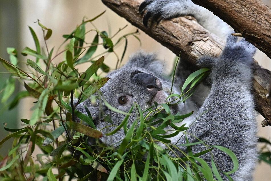 Das Koala-Weibchen Erlinga klettert durch den Eukalyptus. Bald soll sie für Nachwuchs sorgen.