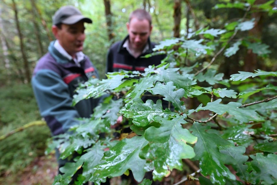 Forstbezirksleiter Johannes Riedel (l.) und Revierleiter Thomas Poschen begutachten in einem Waldstück im Forstbezirk Eibenstock junge Eichen. Eichen spielen beim Waldumbau in Sachsen eine bedeutende Rolle.