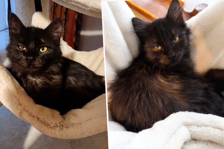 Bei seiner Therapie hat Kater "Besen" leider immer wieder mit Rückschlägen zu kämpfen.