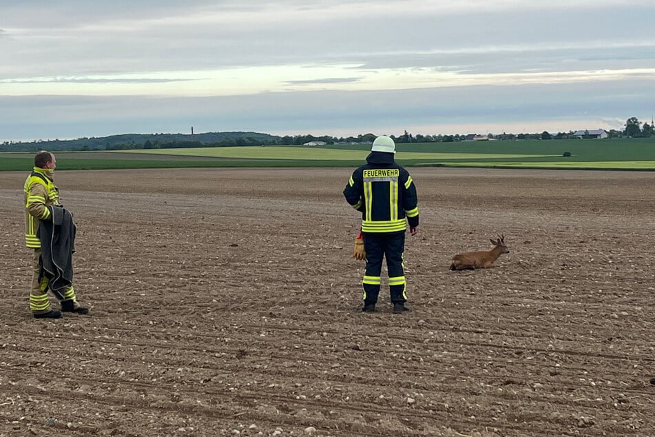 Das Tier kam mit dem Schrecken davon. Es wurde zügig befreit und konnte wieder zurück in seinen natürlichen Lebensraum.