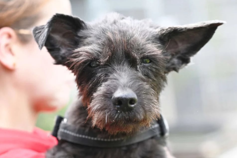 Hündin Britta (13) aus dem Tierheim Berlin wartet auf ihre letzte Chance.