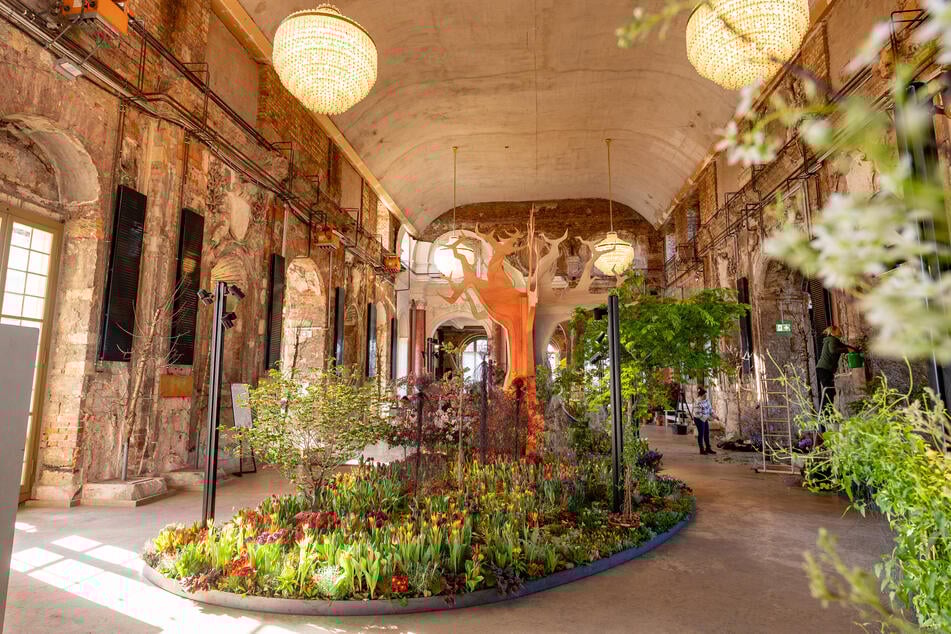 Zehntausende Frühlingsblüher sorgen beim "Dresdner Frühling im Palais" für ein farbenprächtiges Gesamtkunstwerk.
