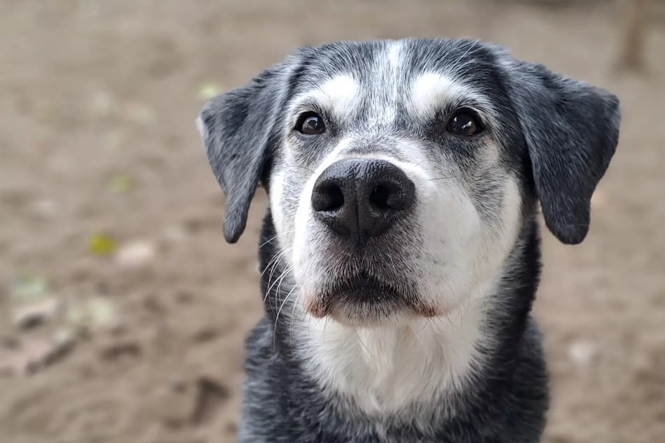 Mischlingshündin Luna ist seit dem 13. Oktober im Hamburger Tierheim untergebracht.