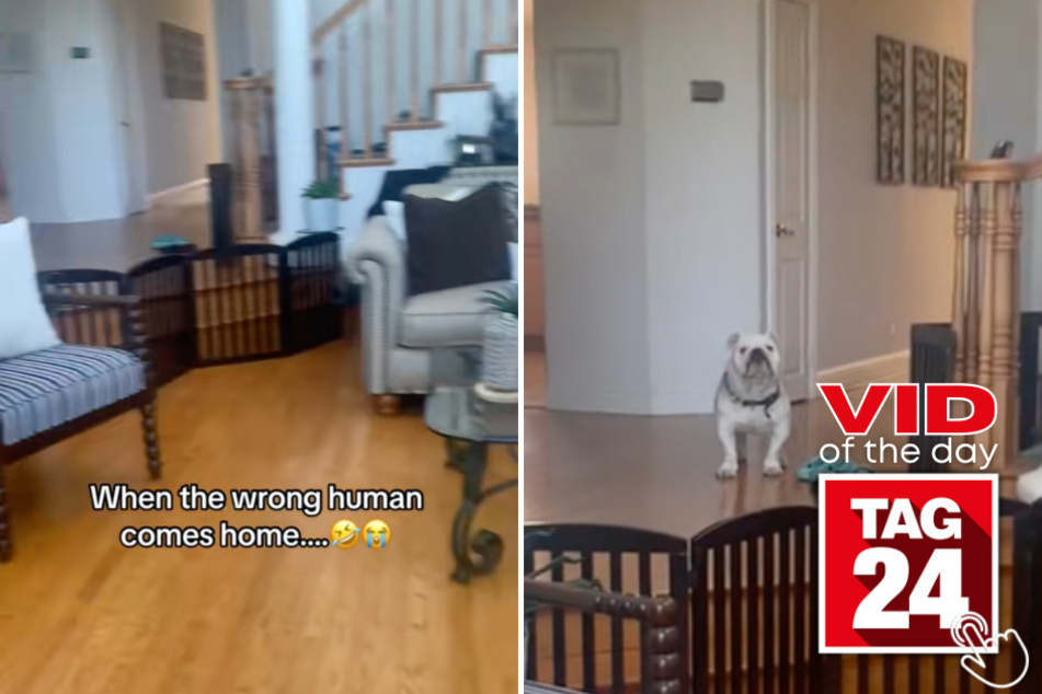 Today's Viral Video of the Day features a hilarious bulldog after finding out his favorite human hasn't come home yet.