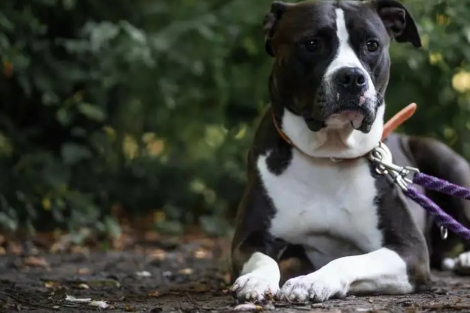 Wegen ihrer Rasse im Heim: American-Staffordshire-Terrier-Mix Khalessi wartet auf Happy End