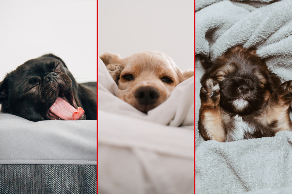 Sleeping dogs are incredibly cute, but what do their various positions mean?