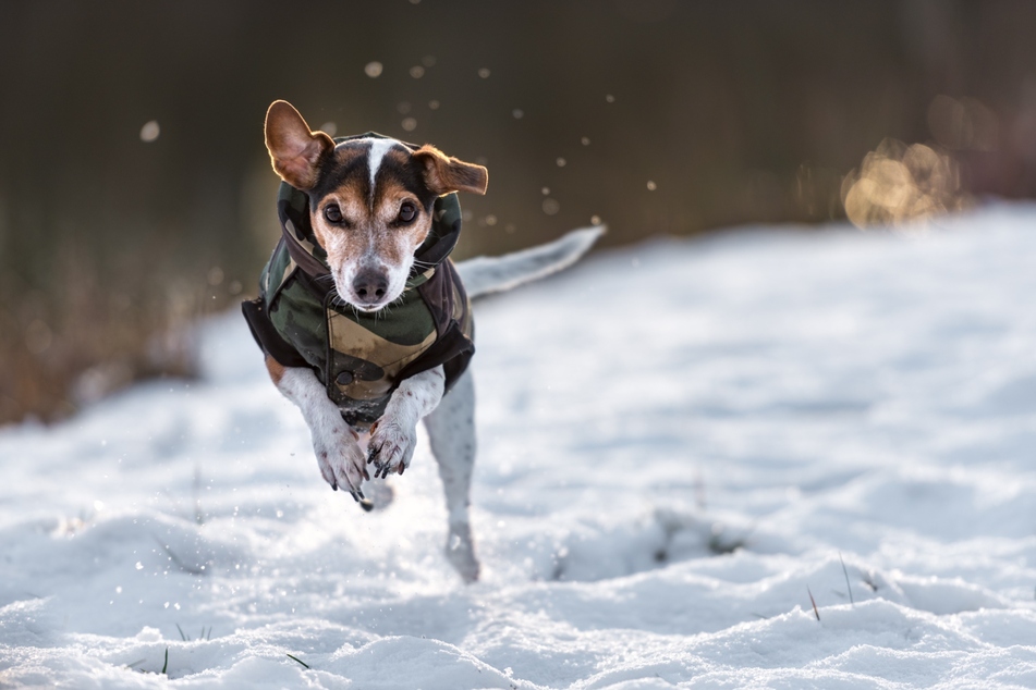 Besonders im Winter brauchen manche Hunde nicht nur ein Mäntelchen, sondern auch Schühchen.