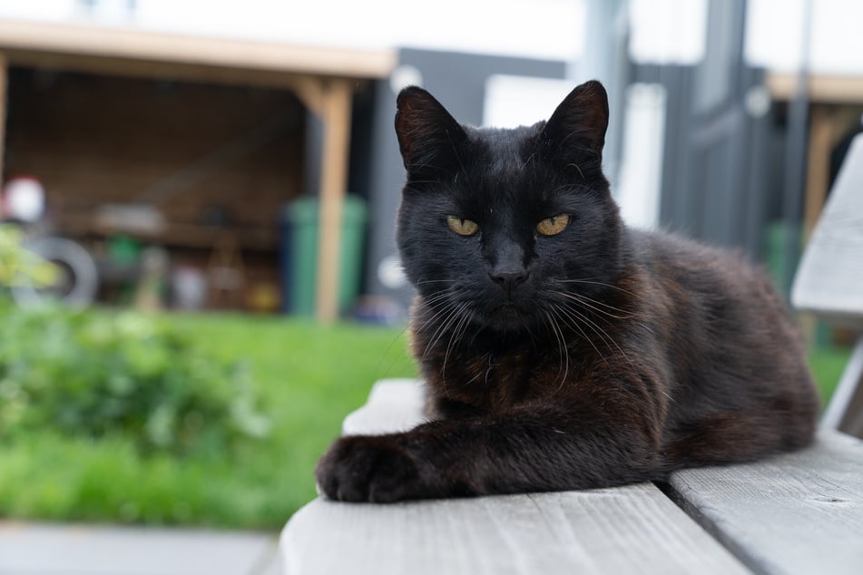 Erinnert ein Kater an einen schwarzen Panther, dann wäre der Name Baghira passend.