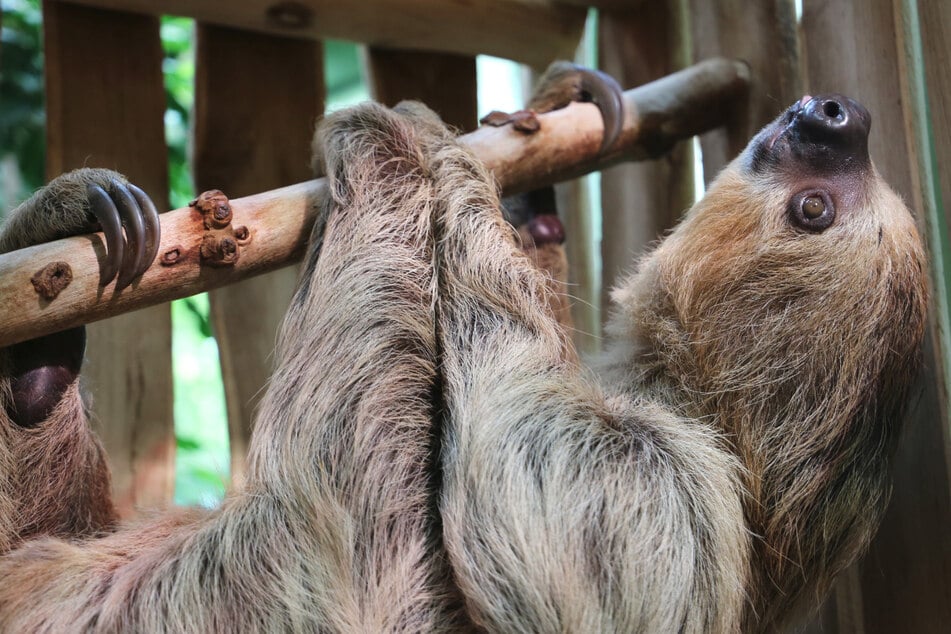 Liebe auf Sparflamme im Berliner Zoo: So reagierte Faultier Charlie bei seinem ersten Date