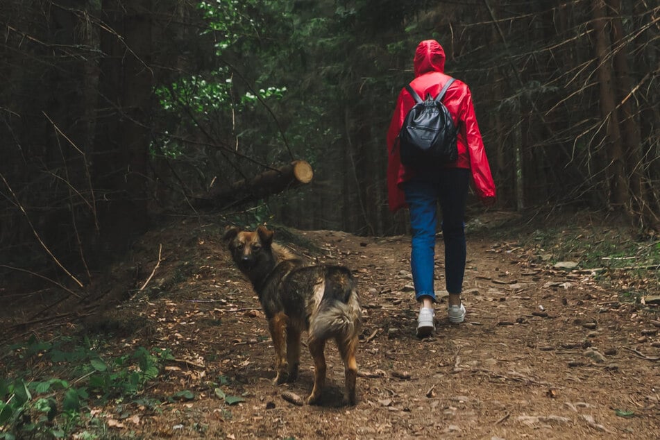Die Hunde zweier Frauen haben im Wald die kleinen Wildkatzen aufgespürt. Die Waldbewohner wurden dann für ausgesetzte Hauskatzen gehalten. (Symbolfoto)