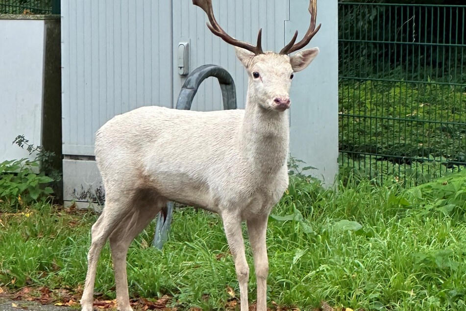 Ein weißer Hirsch wurde auf einem Parkplatz in Wesel gesichtet.