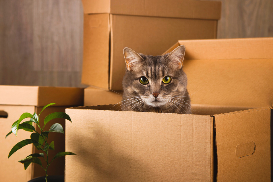Ein einfacher leerer Karton kann beim Umzug mit Katze super helfen.
