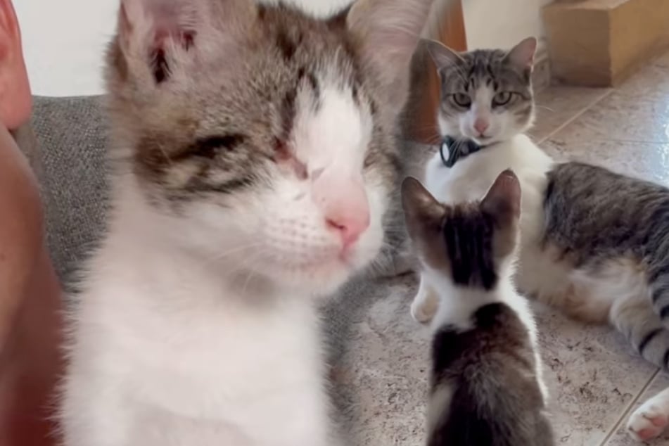 Blindes Katzenbaby wird von anderen Katzen gehasst: Als Hundewelpe einzieht, wird es rührend