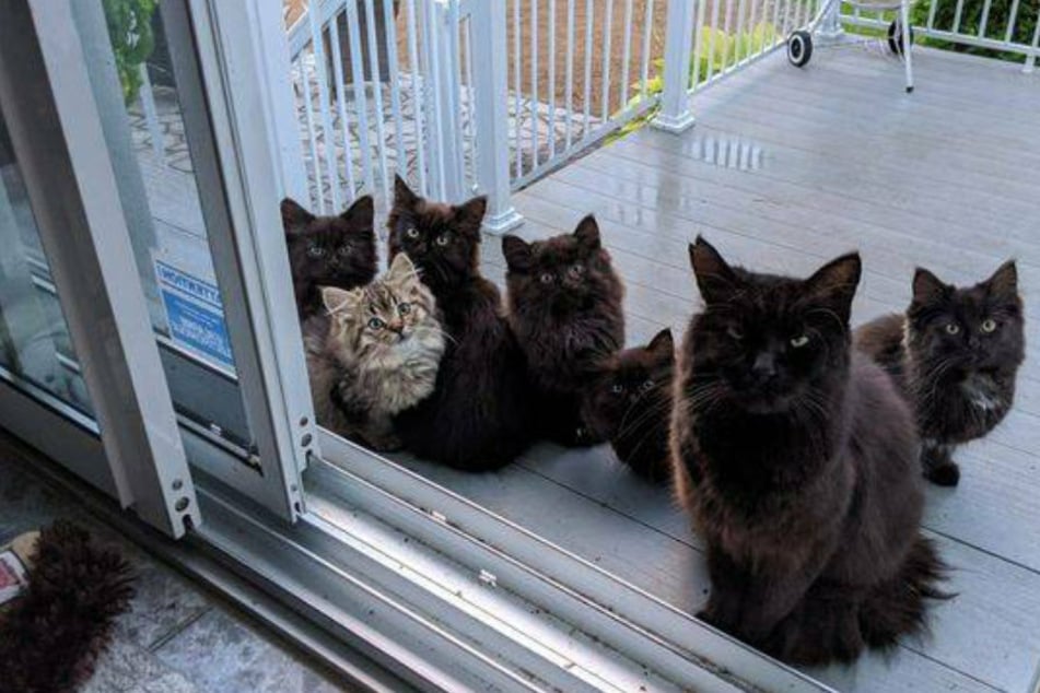 Katzendame Usagi bringt ihrer Wohltäterin Lisianne all ihre sechs Kätzchen nach Hause.