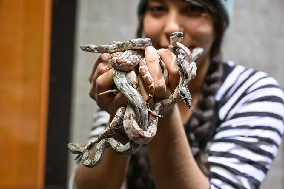 Mitarbeiterin Renate Hug hält mehrere junge Boa constrictor in den Händen.