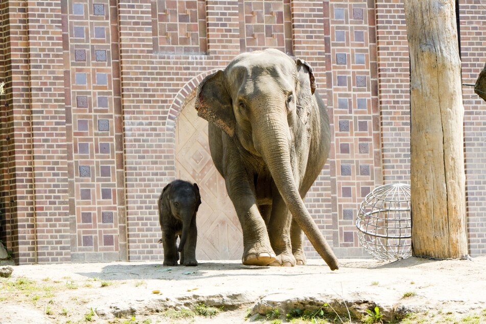 Erst im April dieses Jahres hat die kleine Elefantendame das Licht der Welt erblickt. Sie ist mittlerweile das sechste Jungtier von Elefantenmama Kewa.