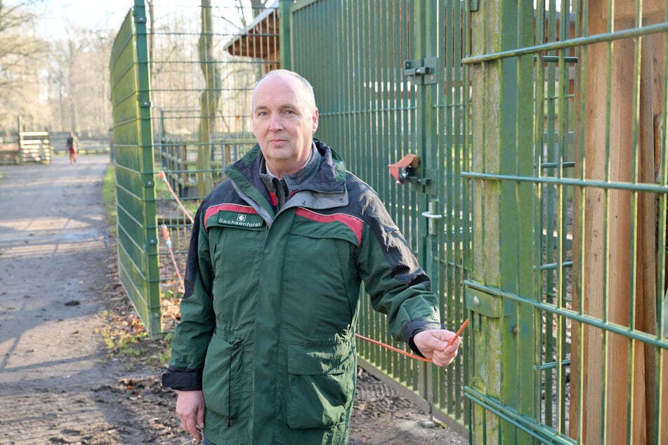 Dresdens Forstbezirksleiter Bernd Dankert (63) ist stolz auf die erfolgreiche Zucht.